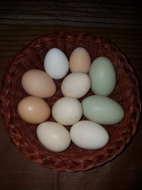 eggs nature natural
