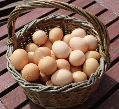 eggs basket fresh