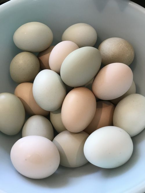 eggs pastel homegrown