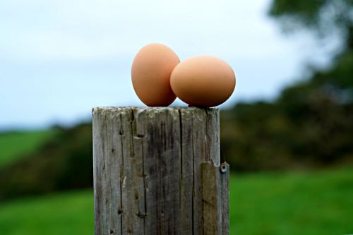 eggs farm fresh breakfast