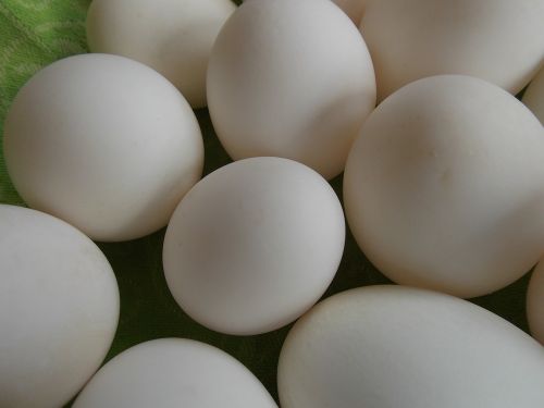 eggs green shells