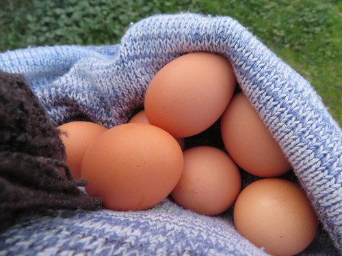 eggs  wool  knit