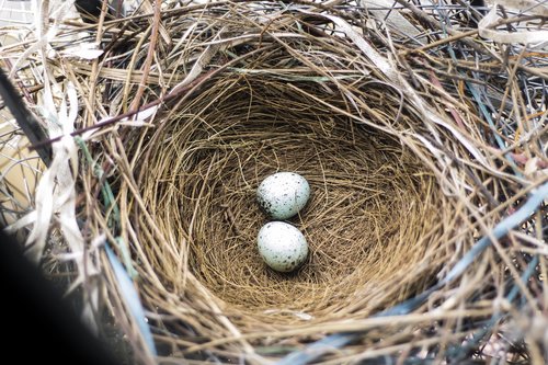 eggs  bird eggs  eggs in a nest