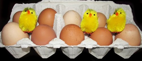 eggs  free range  farm