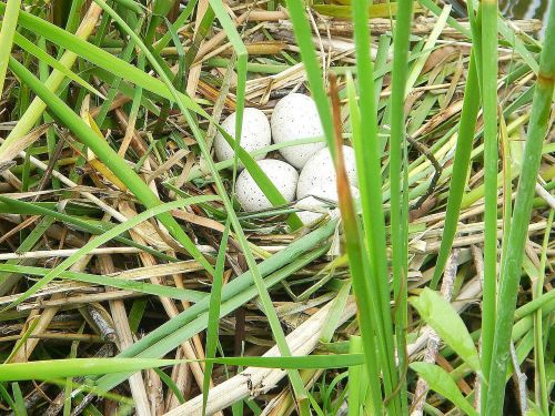 eggs nest water bird