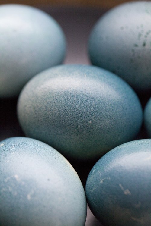 eggs  blue  spring