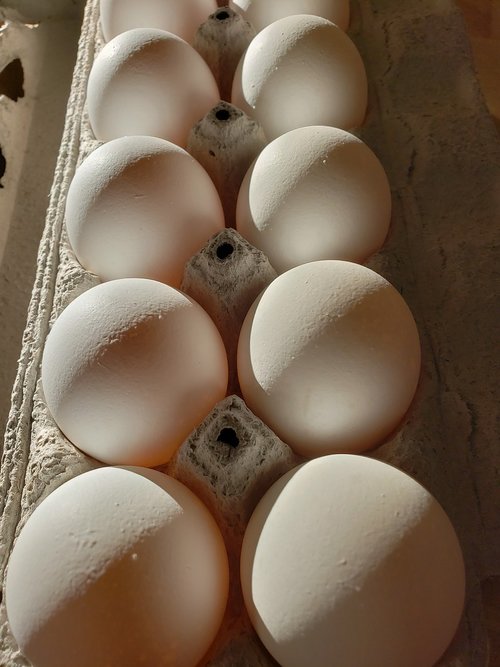 eggs  dozen  food