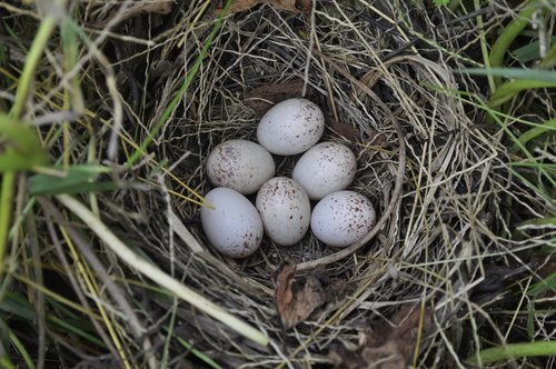 eggs  nest  bird