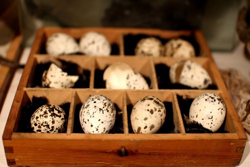 eggs  birds ' eggs  box