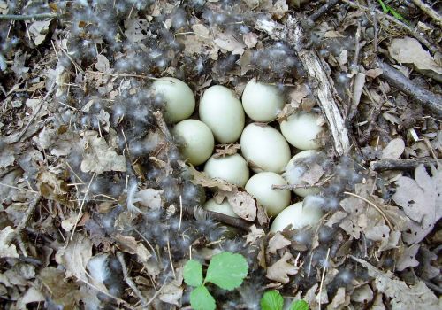 eggs nest duck's egg