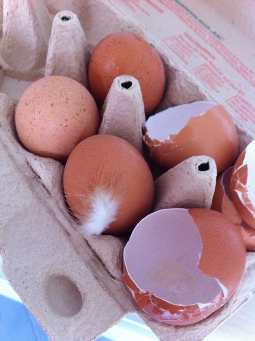 eggs bio food