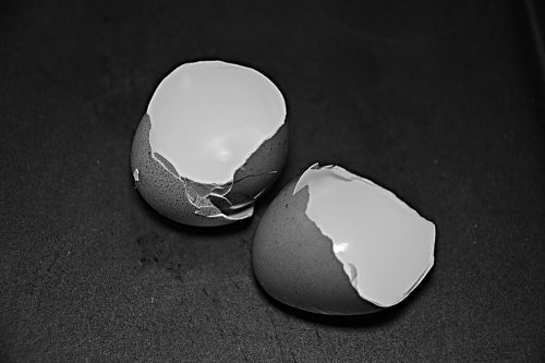 eggs shells chick