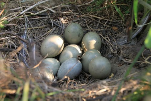 eggs field nest