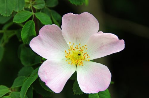 eglantine rosa wild rose