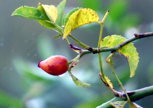 eglantine  fruit  red