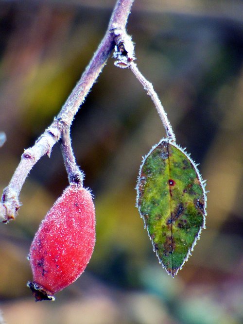 eglantine  leaf  nature