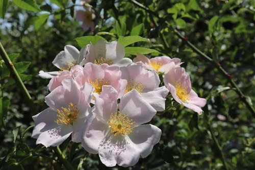 églantine  wildflower  wild rose