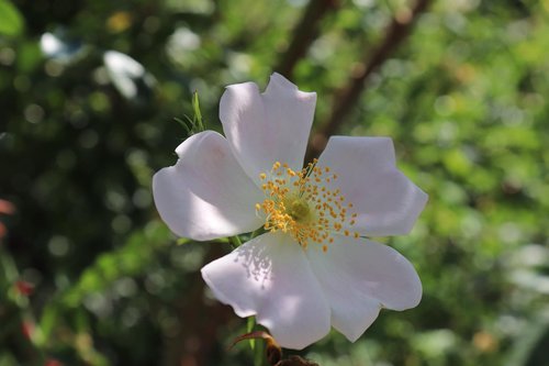 églantine  wildflower  wild rose