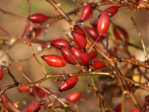 églantines  fruit  red