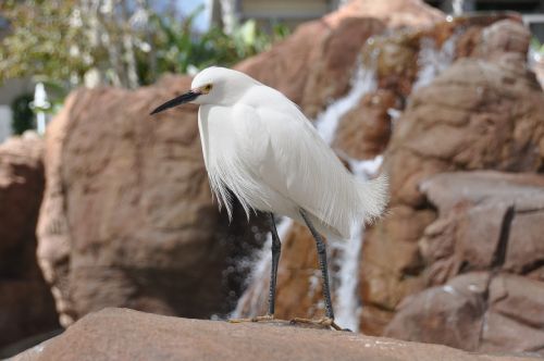 egret bird white