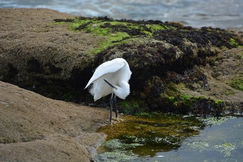 egret bird ornithology