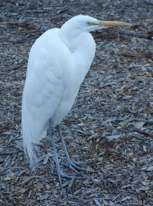 egret bird animal