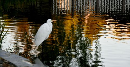 egret standing water
