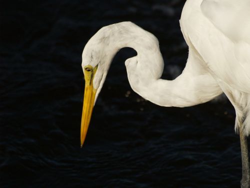 egret bird white