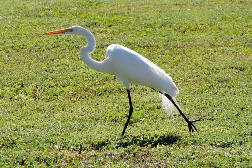 egret bird wildlife