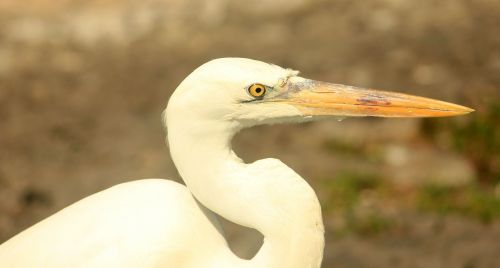 egret bird fly