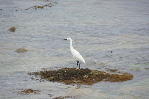 egret wildlife bird