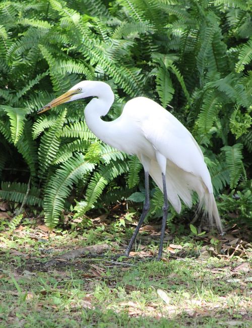 egret bird nature