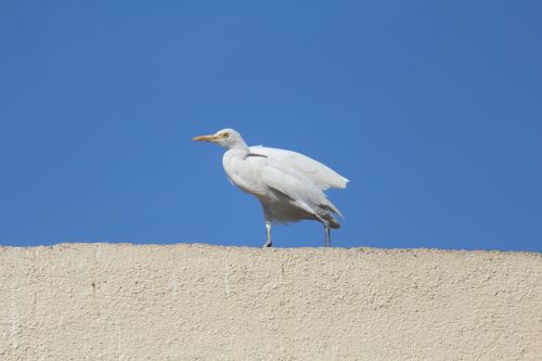 egret cattle egret roof top
