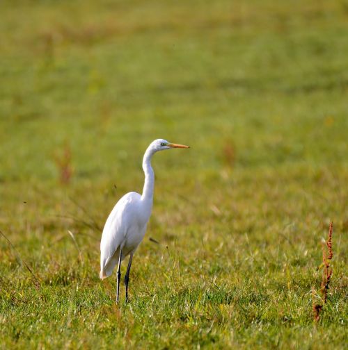 egret nature bird