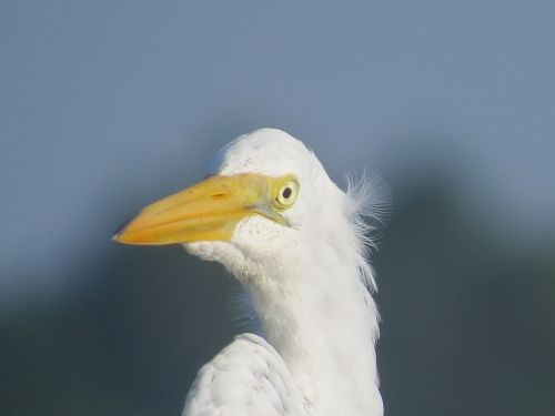 egret bird wildlife