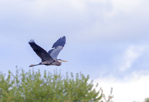 egret bird wildlife