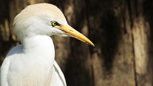 egret animal bird