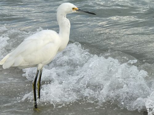 egret bird bird-watching