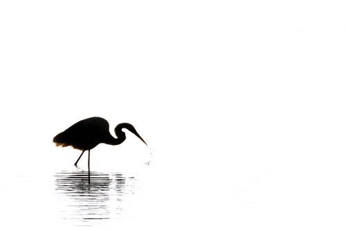 egret silhouette black white
