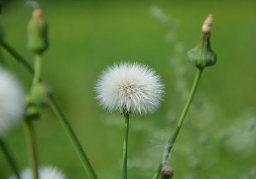 egret flowers nature