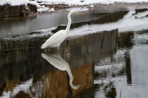 egret winter health snow