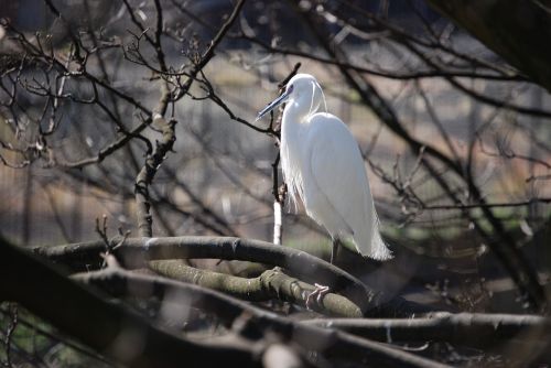 egret perch outside
