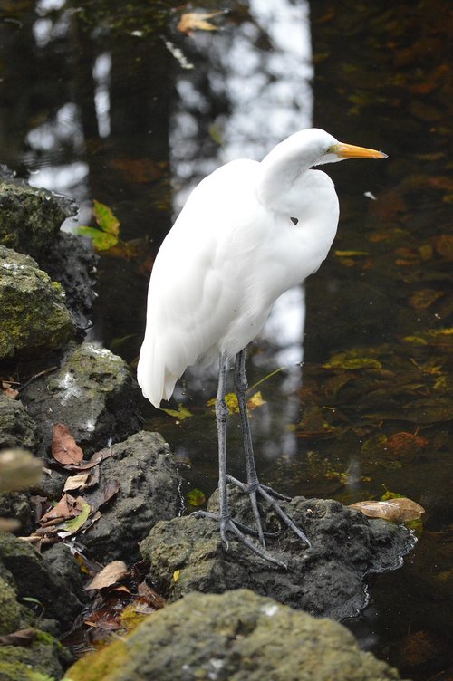 egret  bird  water