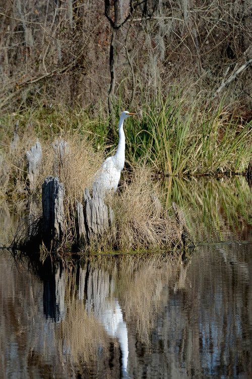 egret  swamp  nature