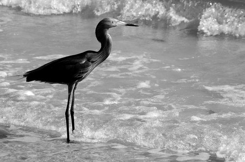 egret  bird  wildlife