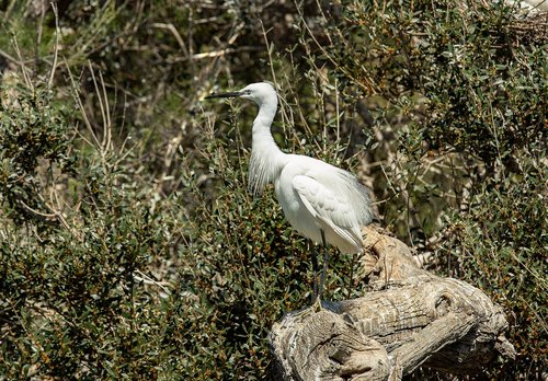 egret  camargue  bird