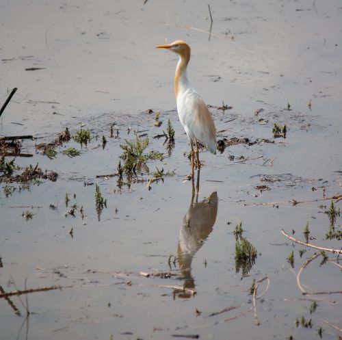 egret bird white