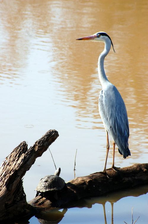 egret bird water