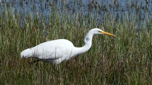 egret  birds  white