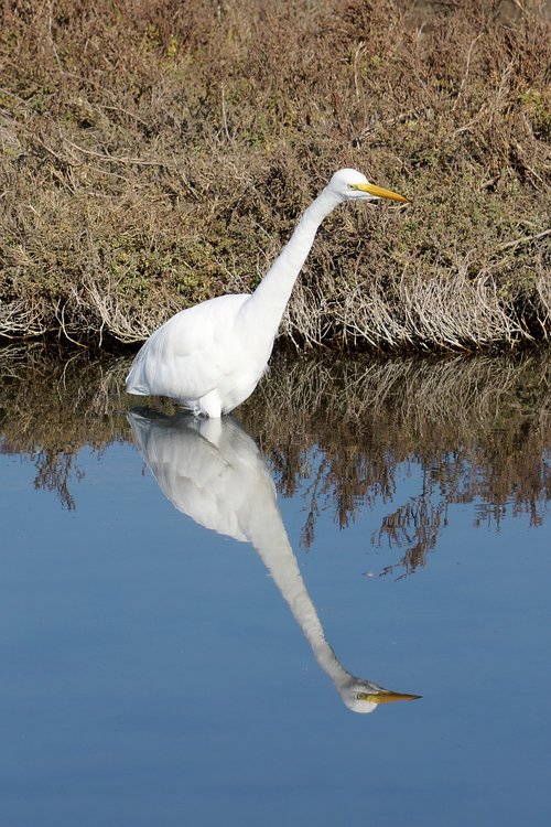 egret  bird  reflection